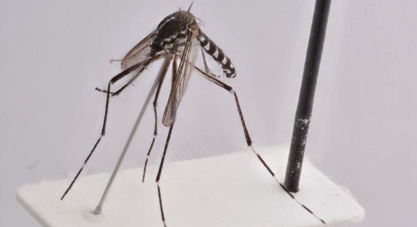 Veszélyes rovar költözött az országba! Döbbenten nézték, ahogy kifejlődve röpköd – Debrecenben is azonosították