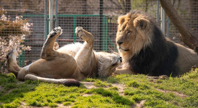 Új, gyönyörű nőstény ázsiai oroszlán csavarta el Kamal fejét a debreceni állatkertben