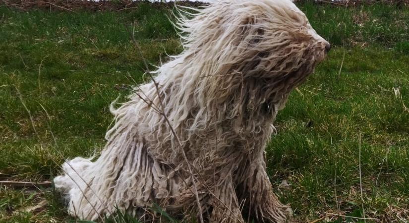 Rekordot döntött a vasárnapi szél