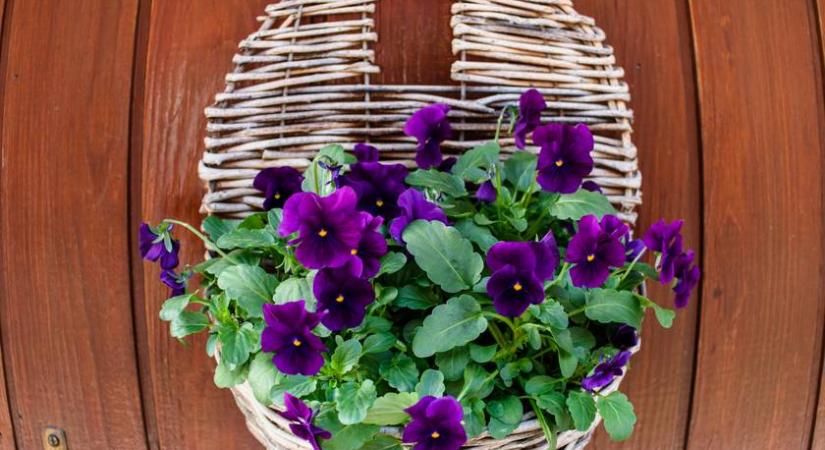 Ennél egyszerűbb ajtódíszt idén még nem láttunk: nagyon szép, és könnyű elkészíteni