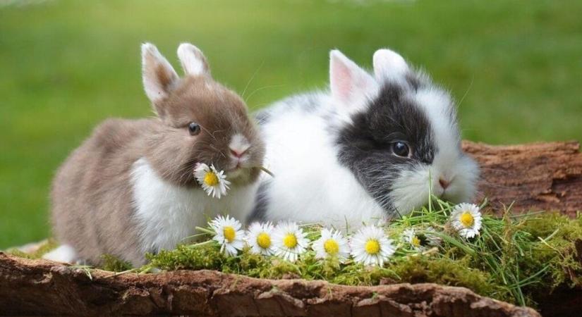 Az állat nem ünnepi kellék