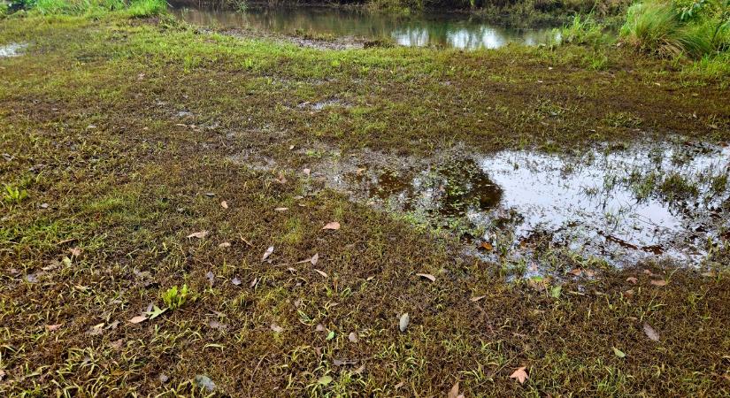 Ha ezt látod a talajon, túl nedves lehet