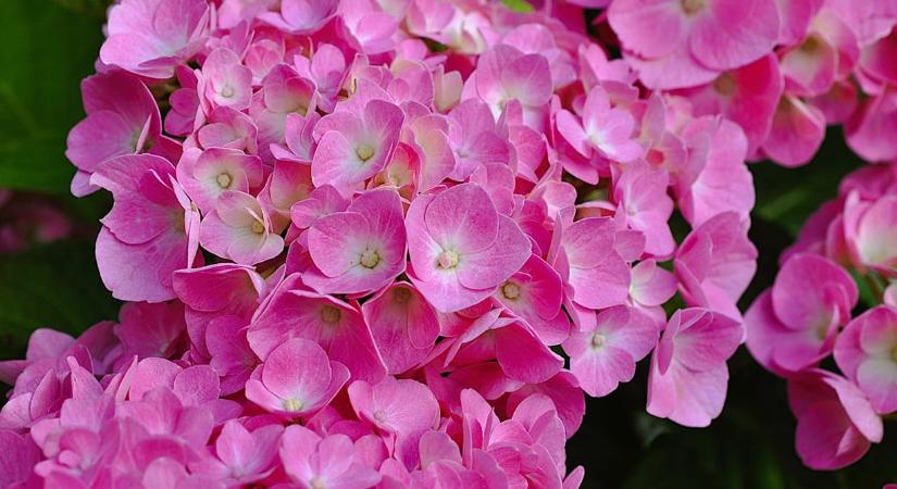 Így élesztheti fel a hortenziát a kertben a nagy fagyok után