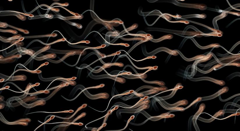 A hímivarsejtek irányt vesztenek a súlytalanságban