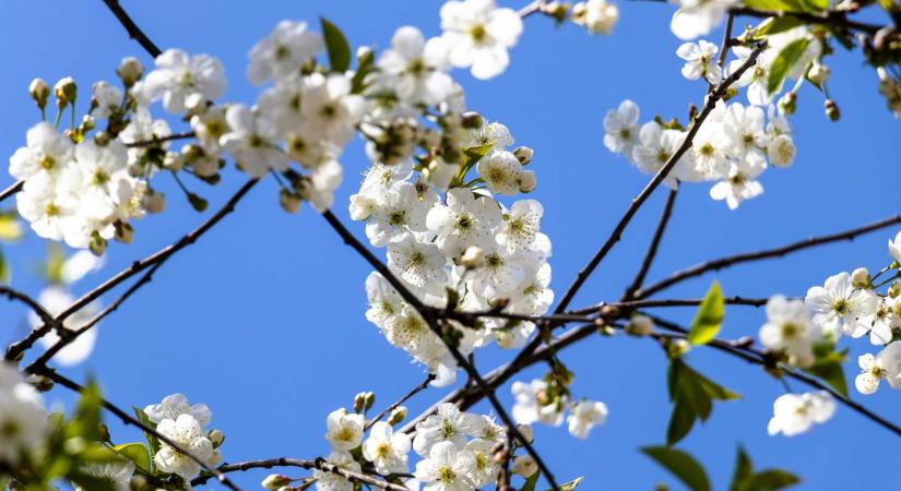 Bolondos április: hirtelen hőmérséklet-ingadozások és sok eső várható