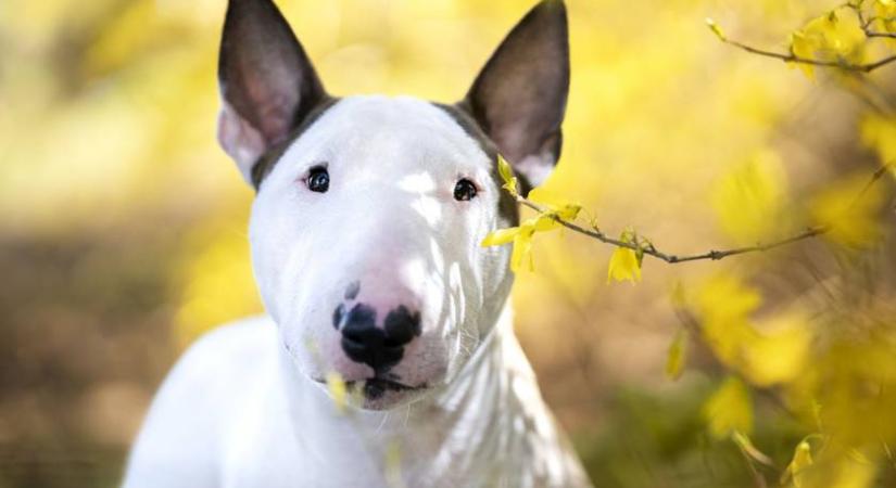 A tűzijátéktól megijedt kutyák téptek szét egy férfit: agresszív gazdájukra börtön is várhat