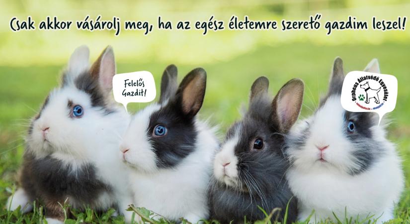 NyusziSTOP-ot kérnek az állatvédők húsvétra