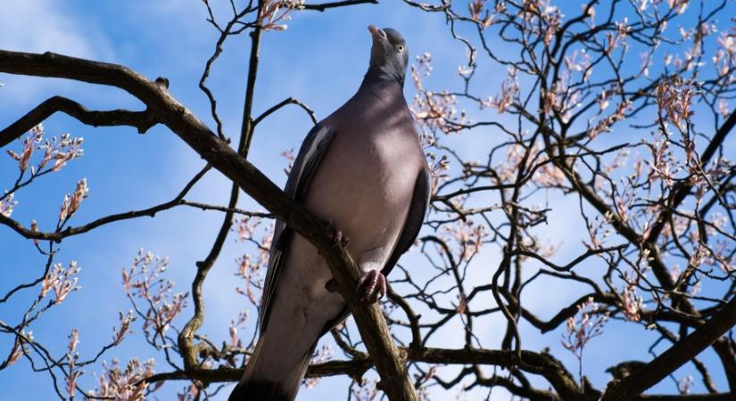 Elképesztő változást tartogat a következő pár nap időjárása