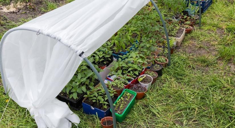 Ezért nem nőnek egyformán a növények