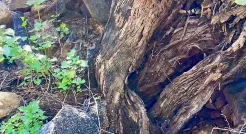 Csak az igazán szemfülesek találják meg 7 másodperc alatt a kígyót a képen