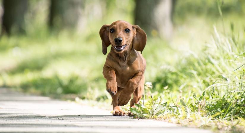 Megtalálták, mikor kezdődött a kutya–ember kapcsolat