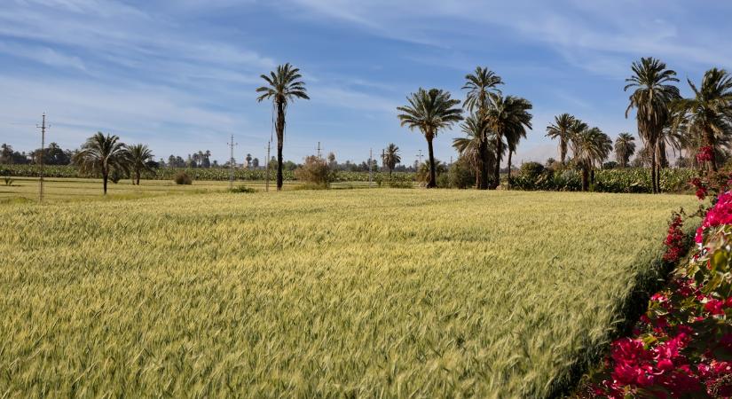 Még kevesebb búza kell a világnak: jó aratást vár a top-importőr