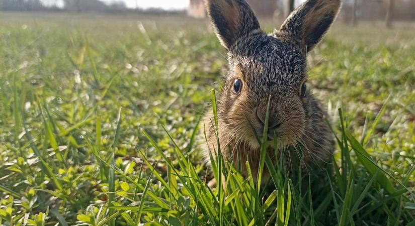 20 fokos meleggel kecsegtet a húsvéti hétvége