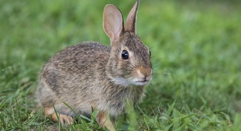 Nyuszimentő akcióba kezdenek az állatvédők