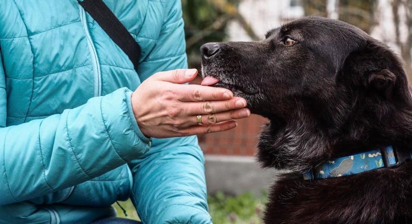 Ingyenes tréningek indulnak a városi kutyatartóknak (galéria)