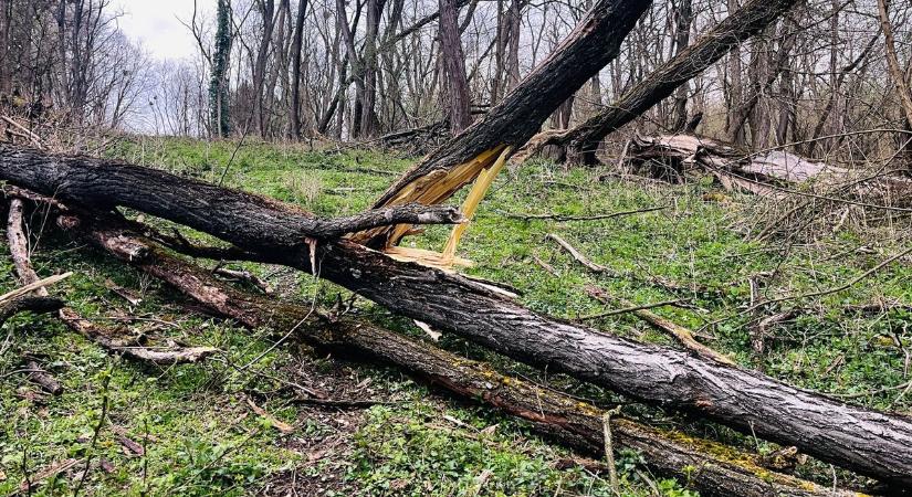 Brutális pusztítást végzett a viharos szél Zalában – amerre járt, mindent letarolt (galéria, videó)