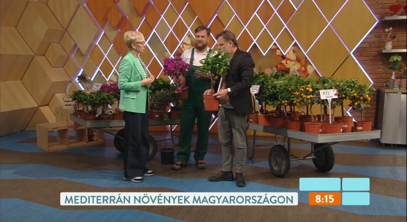 Narancs, citrom, olajfa – így élik túl a telet a dézsás mediterrán növények