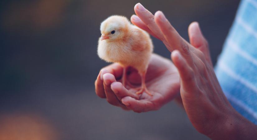 Ne csinálj állatságot húsvétkor!