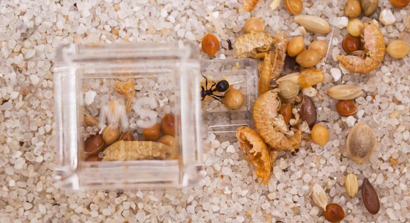 Időzített bomba: afrikai óriáshangyák fenyegetik Európát