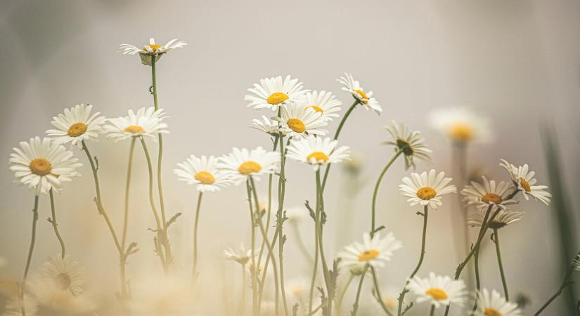 51 szárazságtűrő növény a kertedbe, amik nem csak a szépségükkel kápráztatnak el