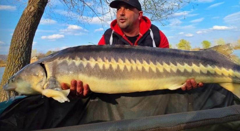 „Iszonyú erőt éreztem a bot végén" – óriási hal akadt horogra a 24 órás lajosmizsei horgászaton