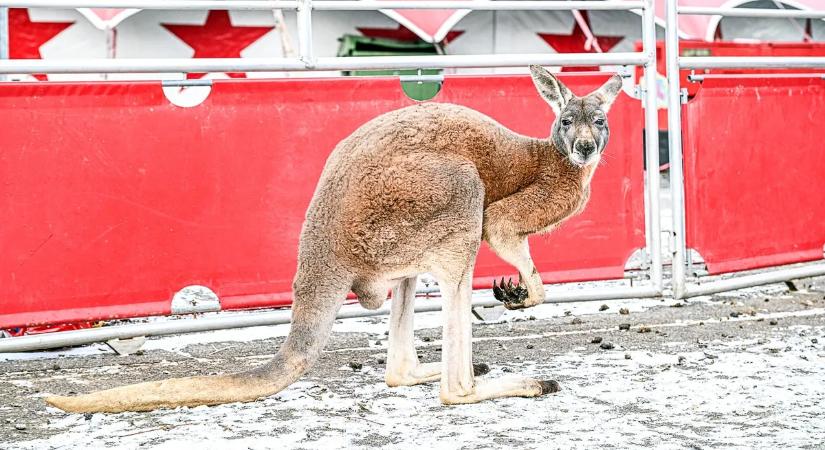 Kalandos szökés után került elő egy wisconsini kenguru