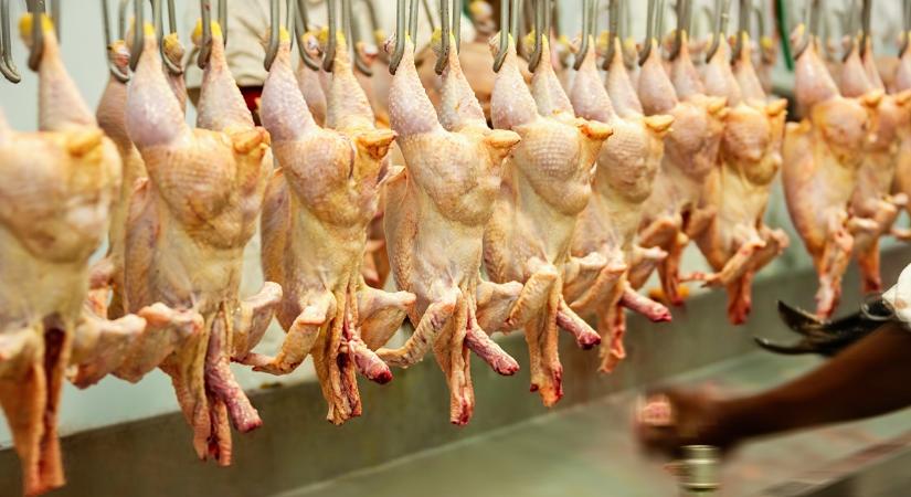 Gigantikus beruházás: 350 milliárdos fejlesztést indít egy magyar húsfeldolgozó