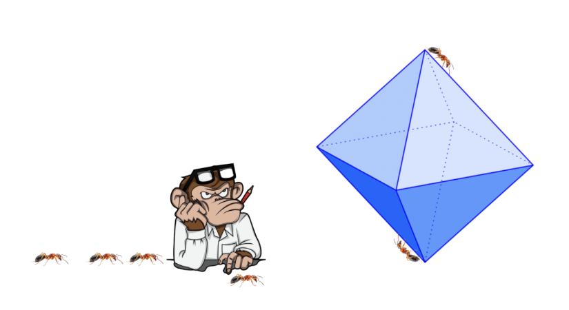 Meddig mászkálnak a hangyák?