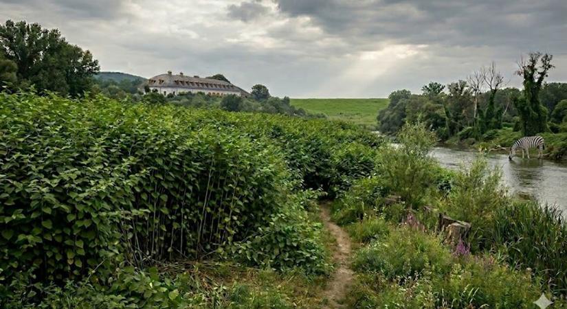 Invazív fajok a tájban: amikor egyetlen szereplő kiszorít minden mást