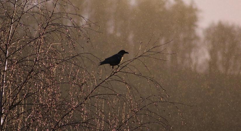 Időjárás: Ki ne menjen a földekre, aki nem bírja a szelet és a sarat!