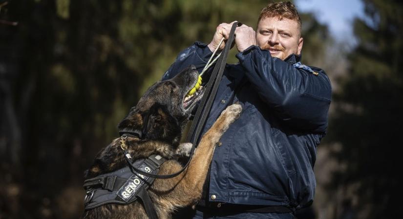 Bűnözők helyett már csak a jutalomfalatokat keresi majd Rénó, a balmazújvárosi rendőrkutya