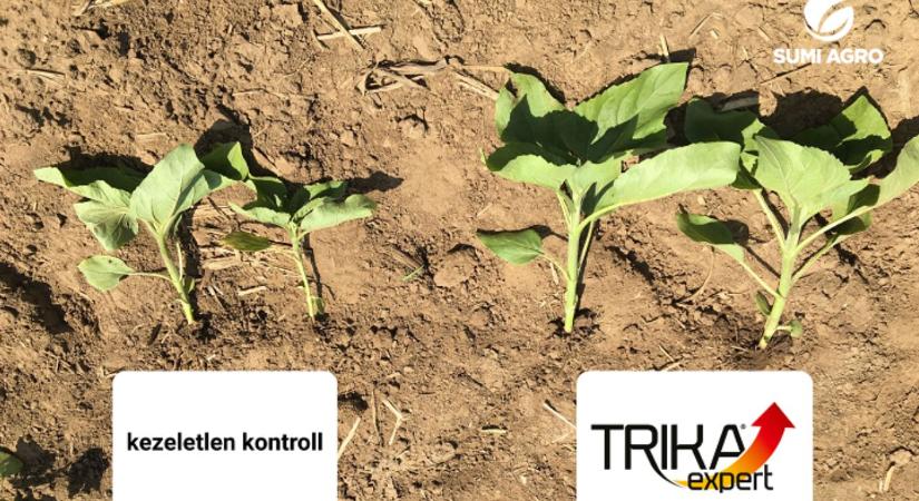 30%-os tőpusztulás is lehet a vége? A láthatatlan ellenség, amely a föld alatt eszi meg a profitot