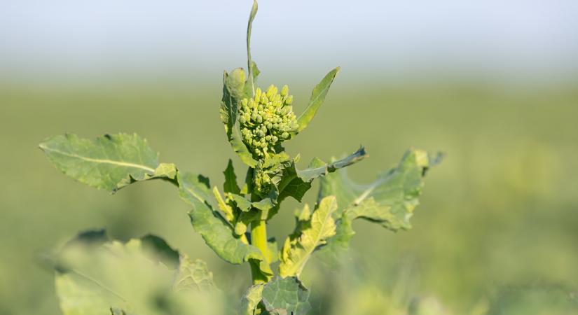 Repcecunami váratlan irányból: nekünk nem megy, nekik igen?
