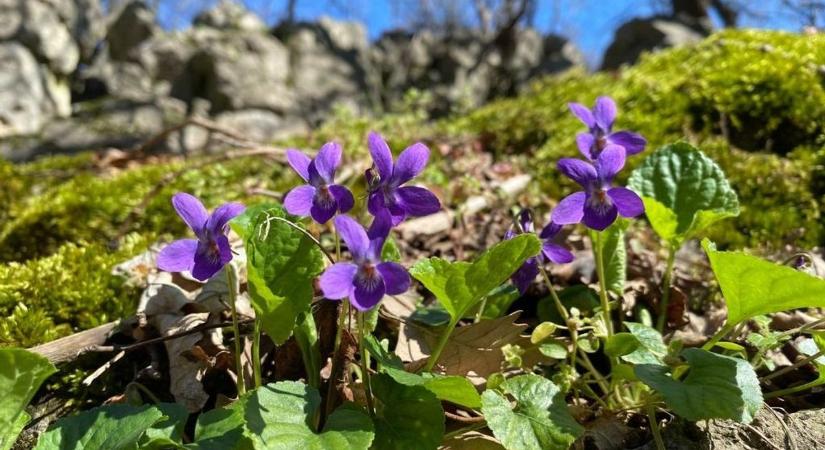 Öt rejtélyes bakonyi barlangot ajánlunk, ahol a vadregényes hangulat garantált ( fotók)