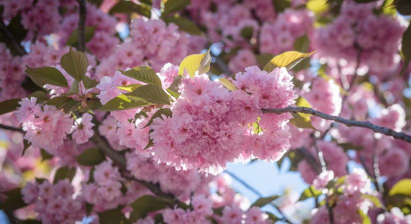 Ekkor érkezik a 20 fokos tavaszi meleg: nagy fordulat jön az időjárásban