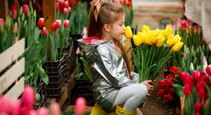 Szedd magad a tulipánt is! Le ne maradj! Itt vannak a legjobb helyszínek!