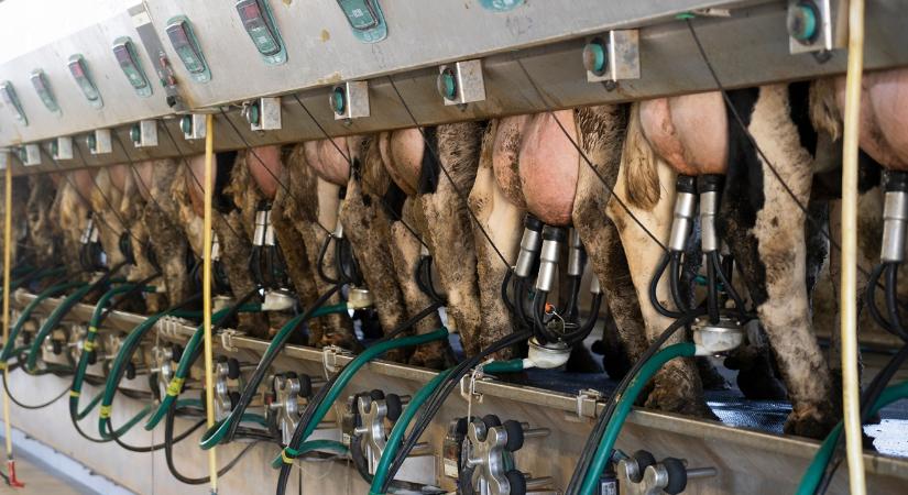 Világklasszis futó „rossz cipőben”: szerinted mennyire lesz eredményes?