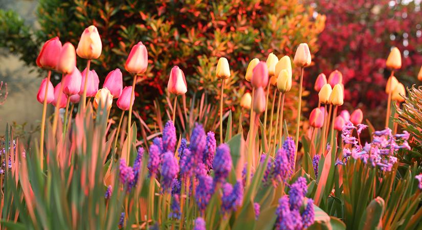 Tulipánszüret a Balatonnál: két helyszínen is vár a tavaszi virágözön