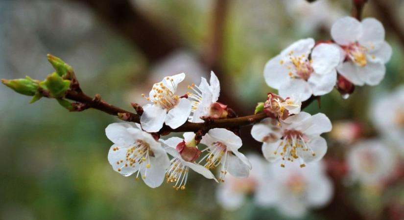 A nyuszi jön, nem a Mikulás, a hétvégére visszatér az igazi tavasz