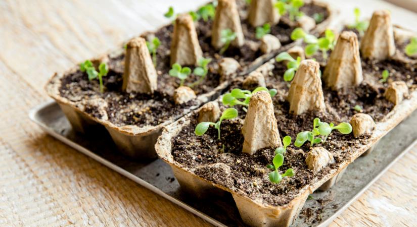 Filléres trükk, ami működik: ezt használd a kertbe drága talajjavítók helyett