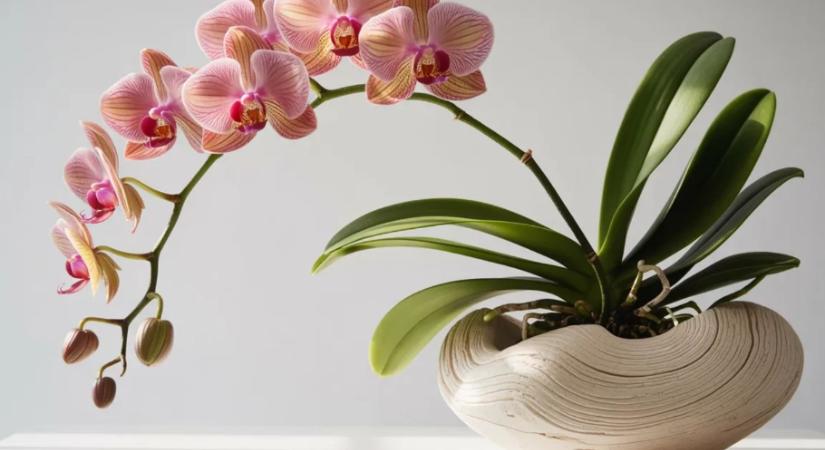 Most dől el, újra virágzik-e tavasszal az orchideád – ezt ne hagyd ki áprilisban