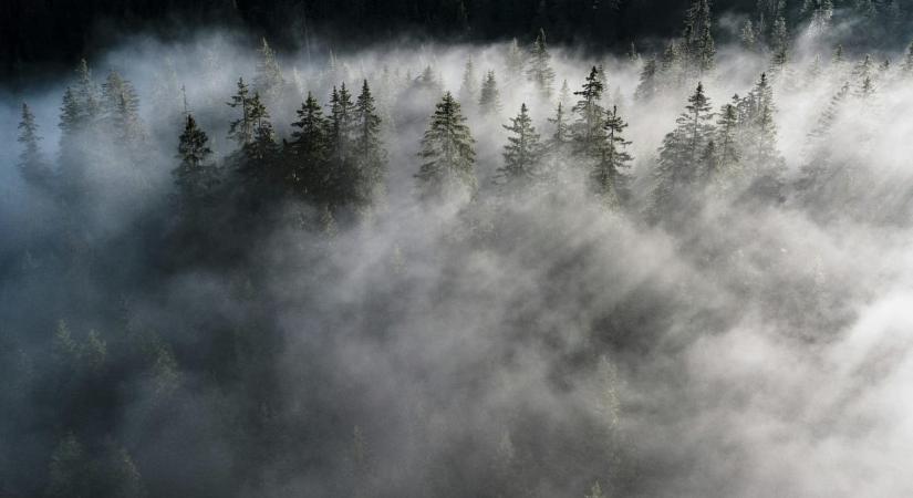 Melyik volt a Föld első növénye?