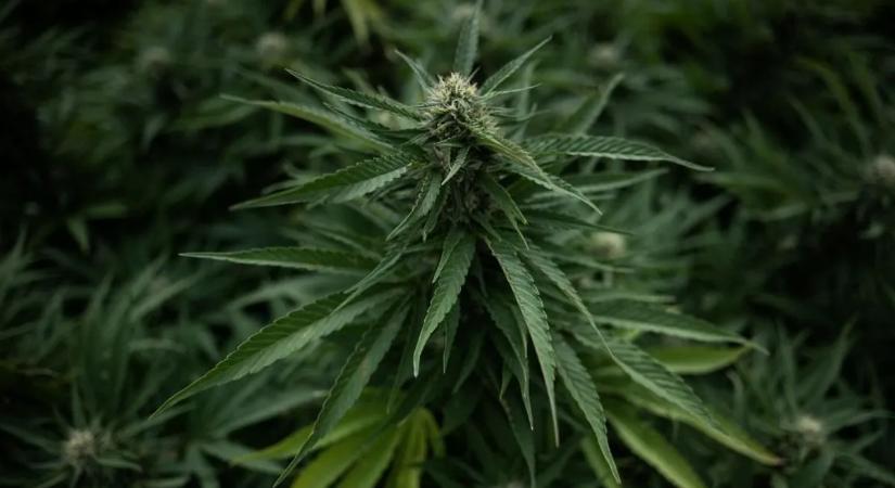 Sokkoló eredményre jutottak a kannabisz hosszú távú hatásairól
