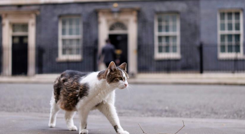 A brit kormányfői rezidencia macskája