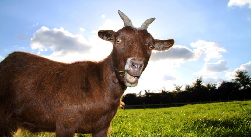 Mit ünneplünk bolondok napján? Bolondok napja eredete, népszokások: miről nevezetes április 1?