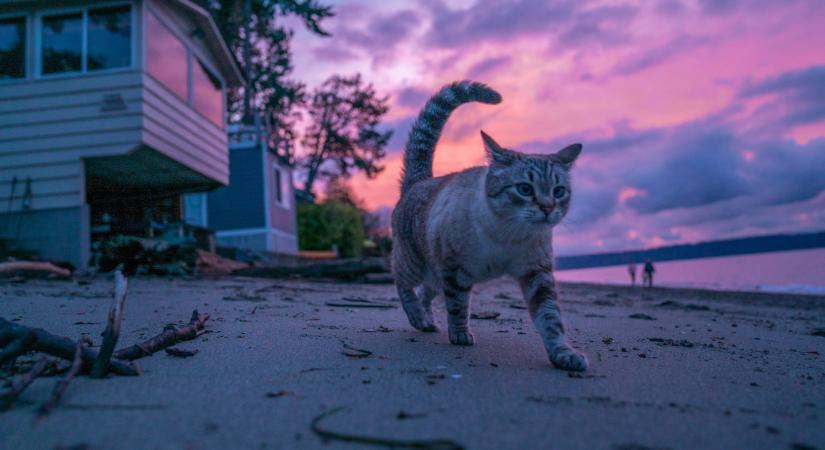 A meglepő ok, amiért nem létezik magyar macskafajta