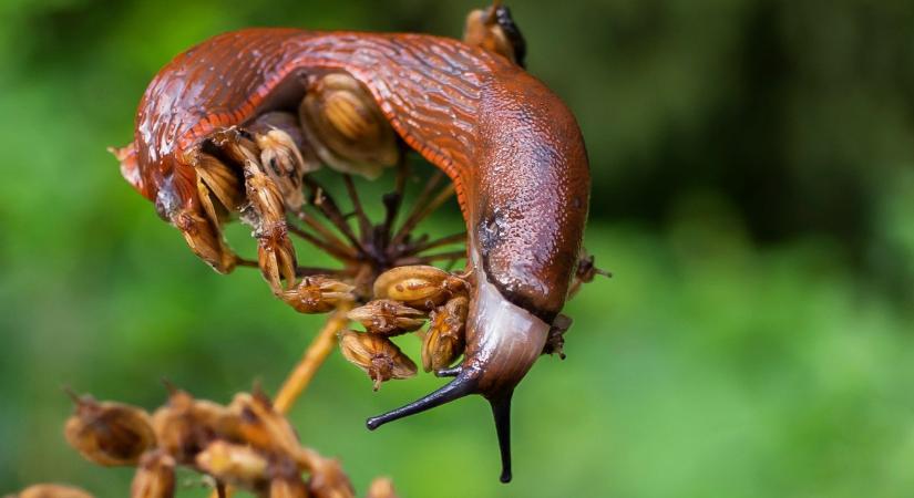 Csigák ellen: hogyan védekezz a kertben?