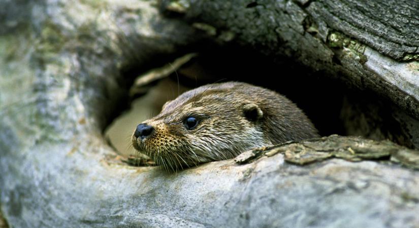 Fokozottan védett ragadozókat engedtek szabadon a Balaton-felvidéken, sikeres volt a visszavadítás