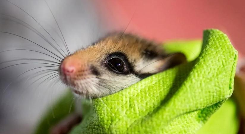 Kiderült az igazság a klónozásról, és ez sokaknak nem fog tetszeni