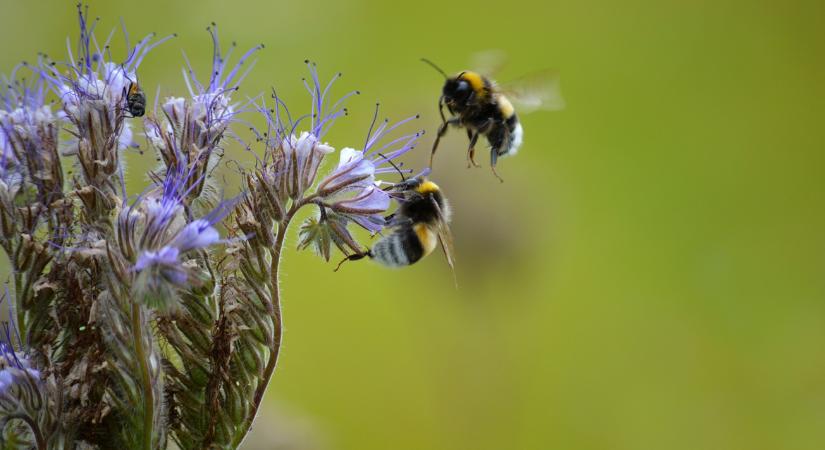 Meglepő, mennyi rovar él egy kertben